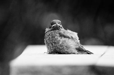 Close-up of bird perching outdoors