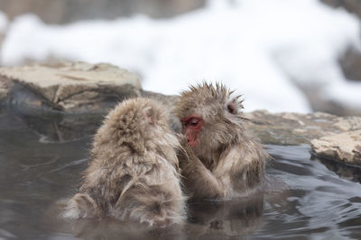 Japanese snow monkey in hot spring