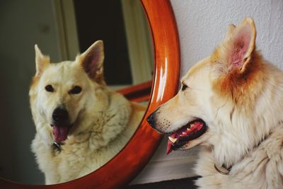 Reflection portrait of dog in mirror