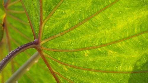 Close-up of raindrops on green leaves