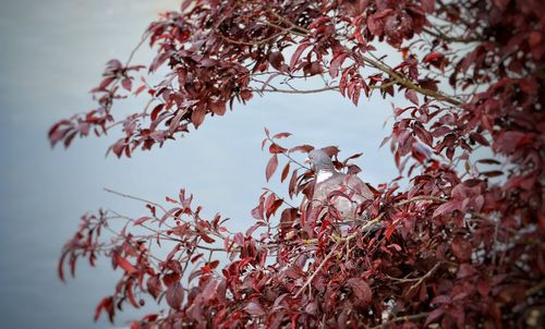 Low angle view of red leaves on tree against sky