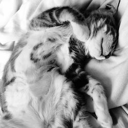 Close-up of cat sleeping