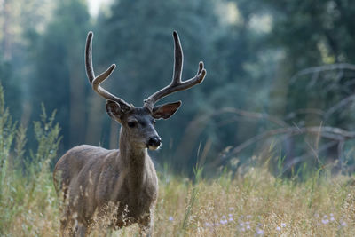 Deer standing on field