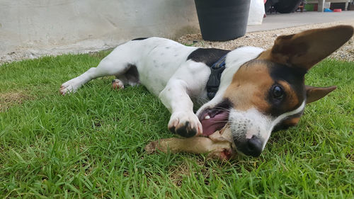 Dog resting on field