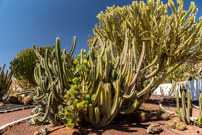Cactus plants growing on field against clear sky