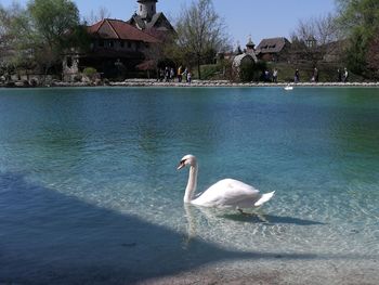 Swan swimming in lake