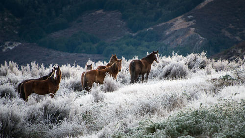 Horses in a field