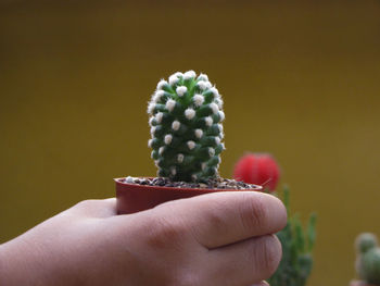 Close-up of hand holding cactus