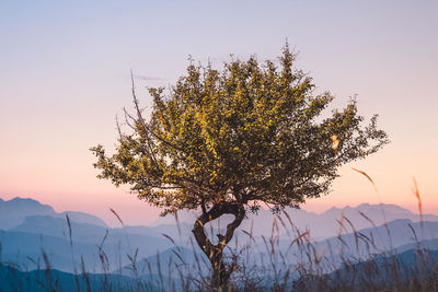 Tree against sky during winter