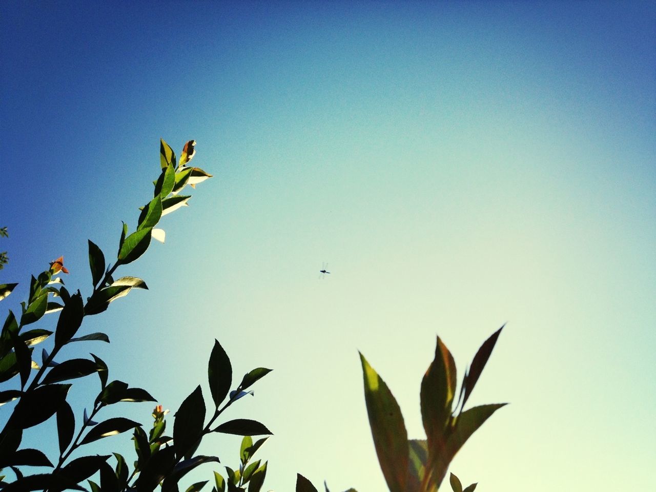 clear sky, leaf, low angle view, copy space, growth, blue, animal themes, nature, wildlife, bird, animals in the wild, plant, flying, one animal, beauty in nature, sky, green color, outdoors, day, no people