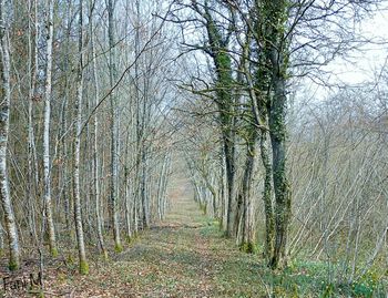 Footpath passing through forest