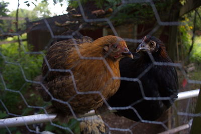 Close-up of two chickens