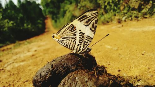 Close-up of butterfly perching on plant