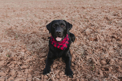 Portrait of dog sitting on field