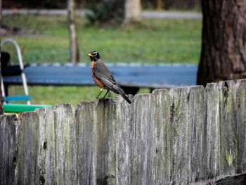 Bird perching on wooden post