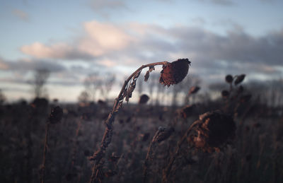 Close-up of wilted subflower on field against sky during sunset