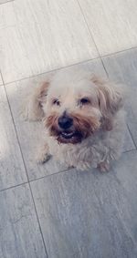 Portrait of dog sitting on floor