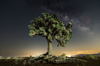 Tree on field against sky at night