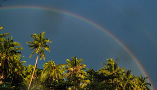 Low angle view of rainbow over trees against sky