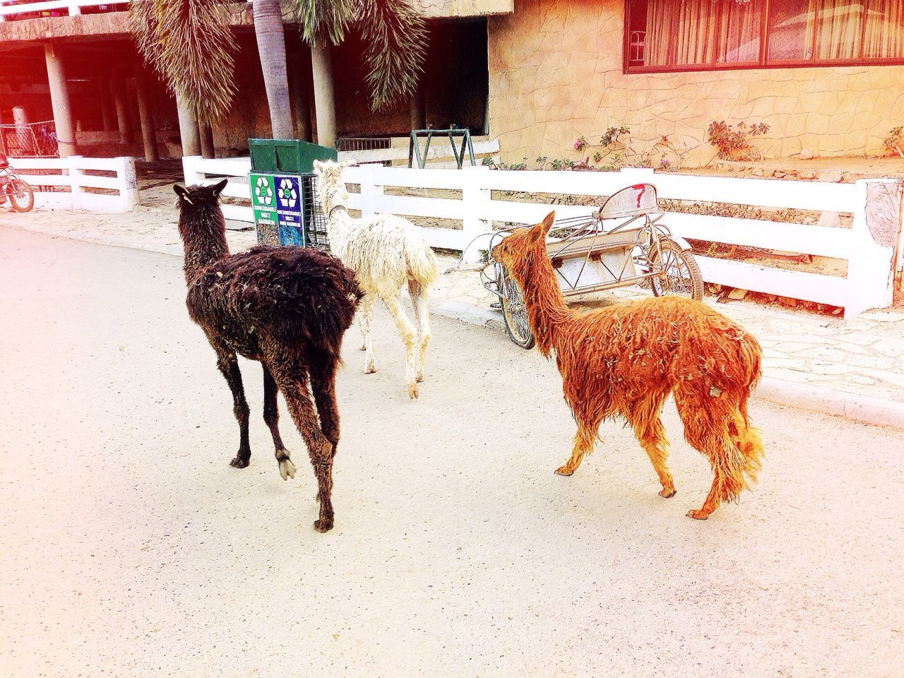 Walking with llamas