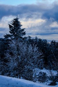 Trees on snow covered land against sky