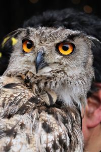 Close-up portrait of owl