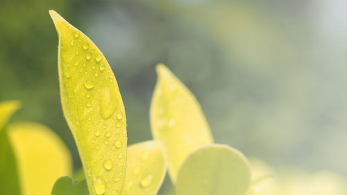 Close-up of water drops on yellow leaf