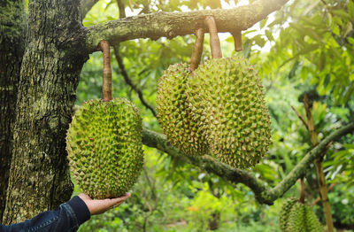 Midsection of person growing on tree