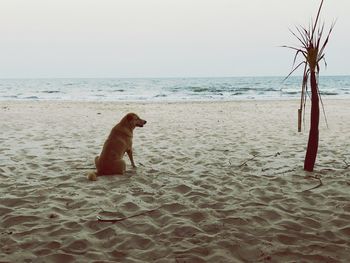 Dog on beach