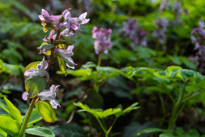 Close-up of purple flowering plant