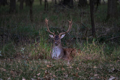 Deer in a field