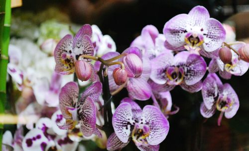 Close-up of purple orchids