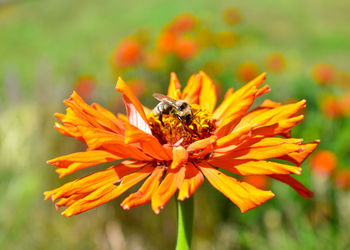 Close-up of bee pollinating on flower