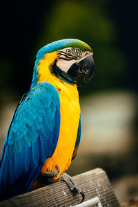 Close-up of parrot perching on wood