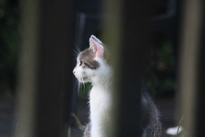 Close-up of cat looking away