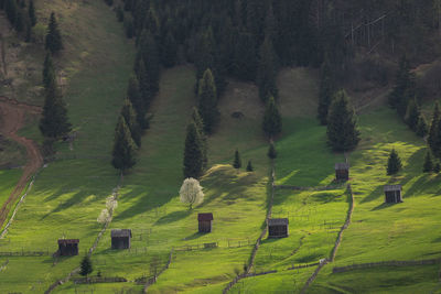 Spring mountain view of the foggy forest, in bucovina