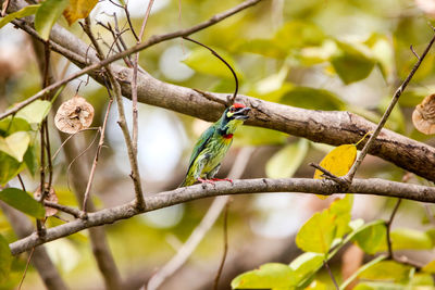 Close-up of bird perching on branch