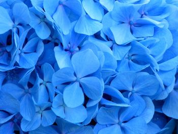 Close-up of blue flowers blooming outdoors