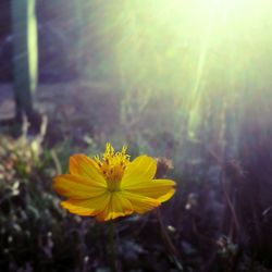 Close-up of yellow flower