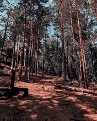 Trees in forest