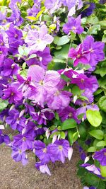 Close-up of purple flowers