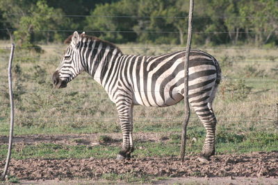 Zebra grazing on field