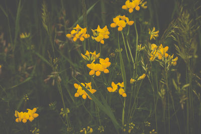 Close-up of yellow flowers blooming in field