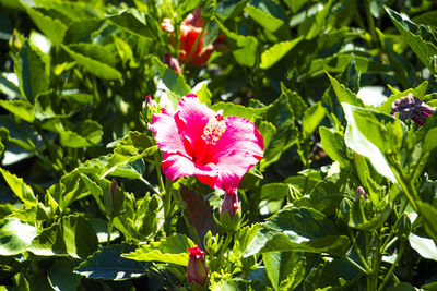 Close-up of pink hibiscus flower