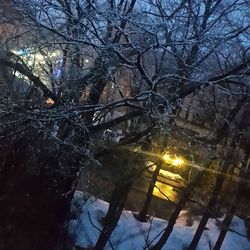 Reflection of bare trees in water