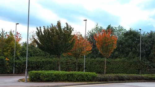 Trees growing on field against sky during autumn