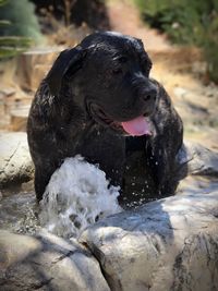 Close-up of dog in water