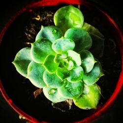 High angle view of vegetables