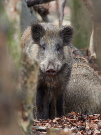 Close-up of an animal on field