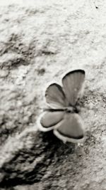 Close-up of flowers